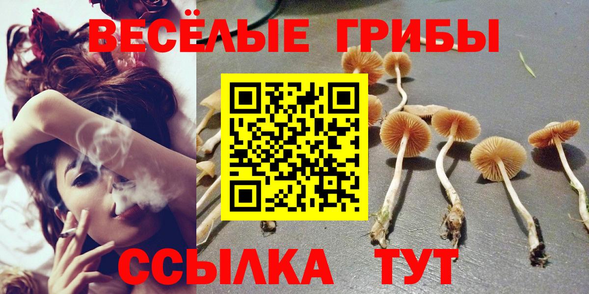 Галлюциногенные грибы Psilocybe  Вход с VPN  наркота  Кулебаки 